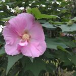 ピンクの花