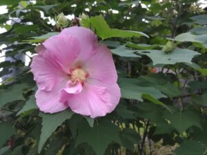 ピンクの花