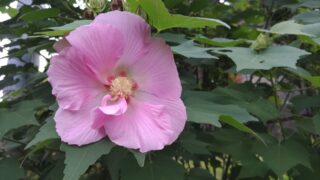 ピンクの花
