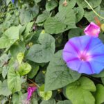 朝顔の花