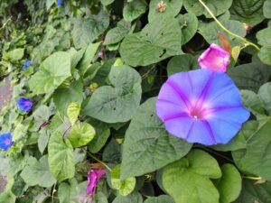朝顔の花
