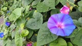 朝顔の花
