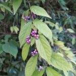 野生のコムラサキ（小紫）