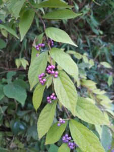 野生のコムラサキ(小紫)