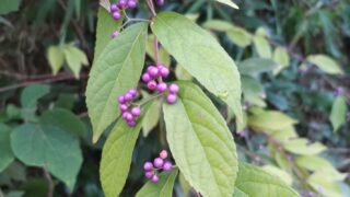 野生のコムラサキ（小紫）