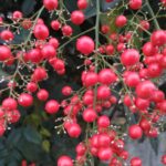 秋の赤い小さな実