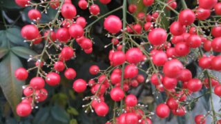 秋の赤い小さな実