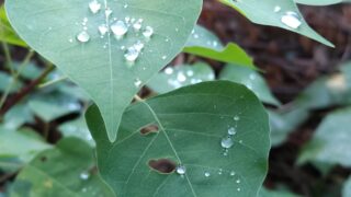 葉の上の雨粒