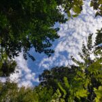 森から望む青空