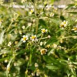 白い可憐な花々