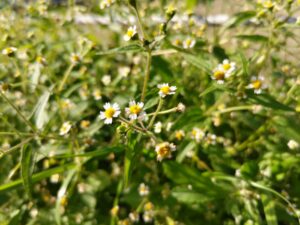 白い可憐な花々