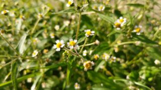 白い可憐な花々