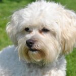 ビションフリーゼ