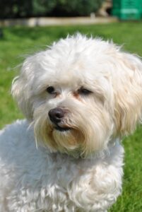 ビションフリーゼ