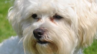 ビションフリーゼ