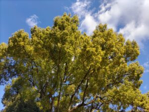 青空と大木