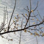 梅の花