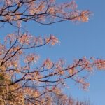 冬の空と実をつける木