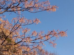 冬の空と実をつける木