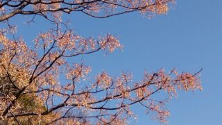 冬の空と実をつける木