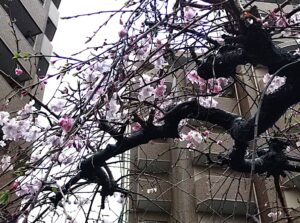 枝垂桜
