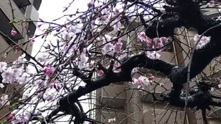 枝垂桜