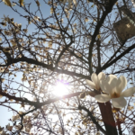 こぶしの木に花満載