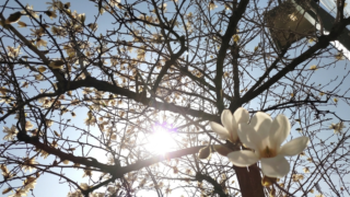 こぶしの木に花満載