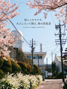 気象台と桜とゆきやなぎ