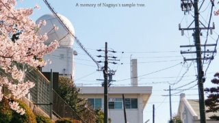 気象台と桜とゆきやなぎ