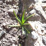 舗装の割れ目から植物