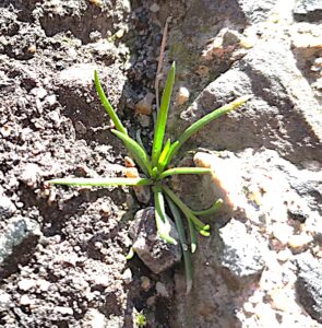 舗装の割れ目から植物