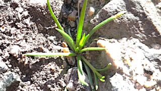 舗装の割れ目から植物