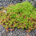 春の多肉植物セダム