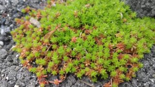 春の多肉植物セダム