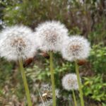 タンポポの綿毛たち