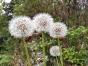 タンポポの綿毛たち
