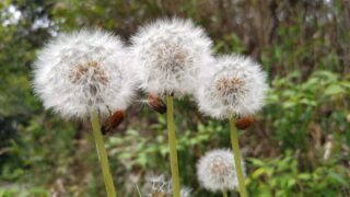 タンポポの綿毛たち