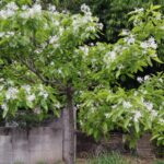なんじゃもんじゃの花