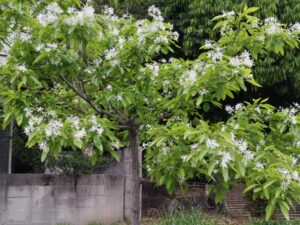 なんじゃもんじゃの花
