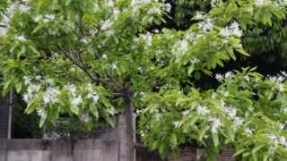 なんじゃもんじゃの花