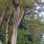 春のモミジの木