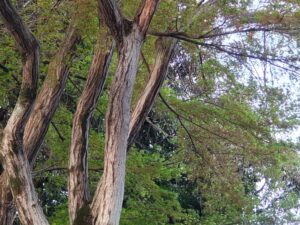 春のモミジの木