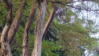 春のモミジの木