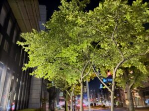 夜の街路樹