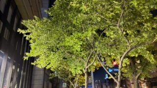夜の街路樹