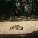 ベトナムの野犬みたいな写真