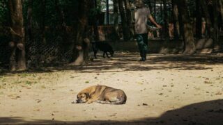 ベトナムの野犬みたいな写真