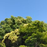 5月なのに真夏