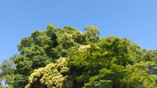 5月なのに真夏